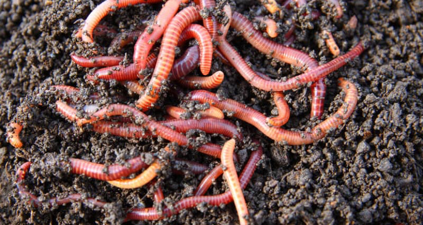 NightCrawlers
