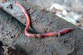 Red Worms
