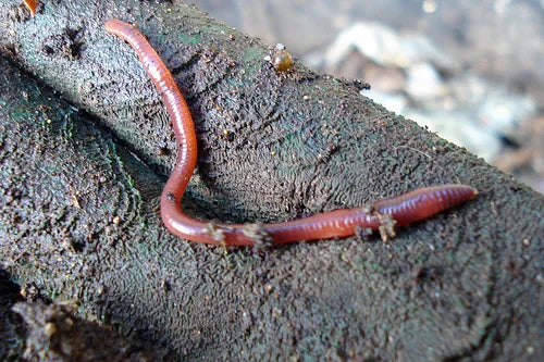 Red Worms